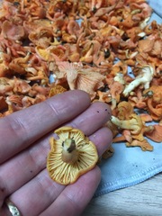 Cantharellus concinnus