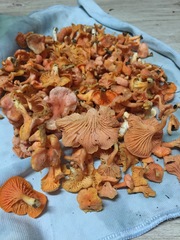 Cantharellus concinnus