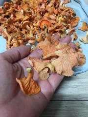 Cantharellus concinnus