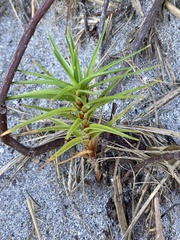 Cyperus pedunculatus image