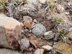 Mammillaria hermosana