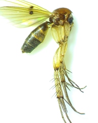 Mycetophila unipunctata