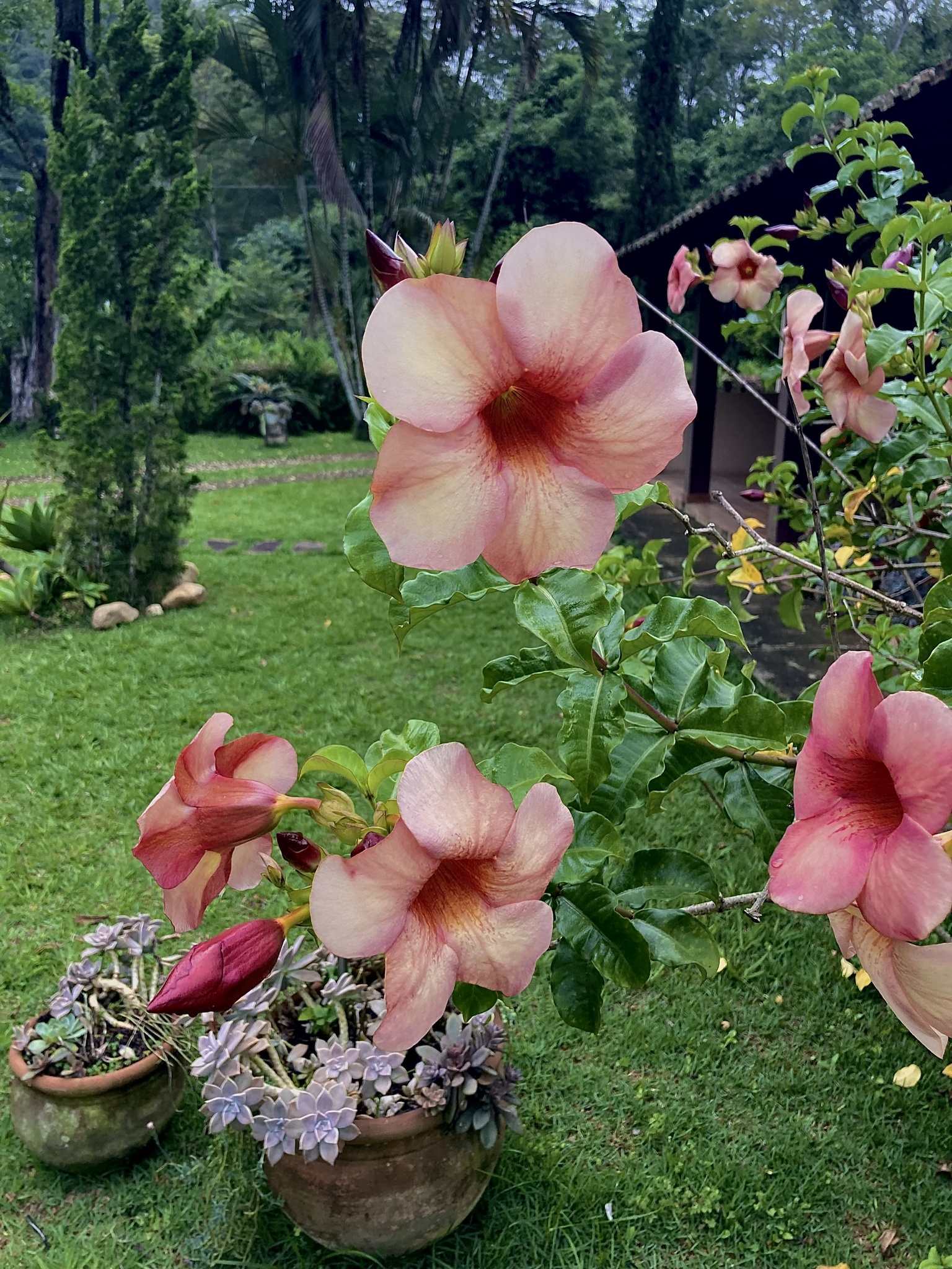 Allamanda blanchetii