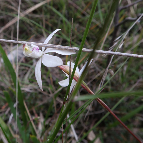 Image of Caladenia gracilis by no rights reserved