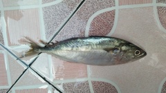 Decapterus macrosoma