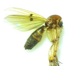 Mycetophila unipunctata