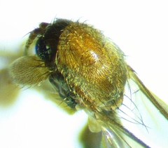 Mycetophila unipunctata