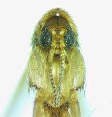 Mycetophila unipunctata