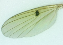 Mycetophila unipunctata