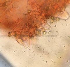 Inocybe nothomixtilis