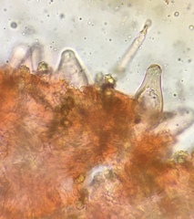 Inocybe nothomixtilis