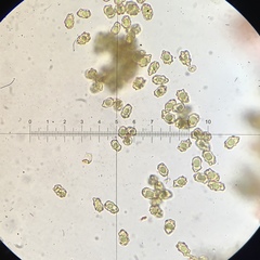 Inocybe nothomixtilis