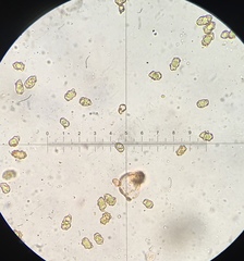 Inocybe nothomixtilis