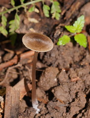 Entoloma aromaticum