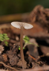 Entoloma aromaticum