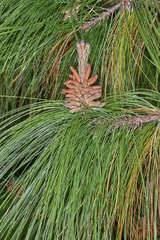 Pinus maximinoi