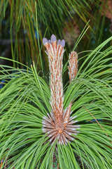 Pinus maximinoi