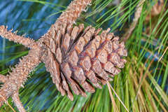 Pinus maximinoi