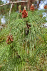 Pinus maximinoi