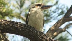 Dacelo novaeguineae novaeguineae