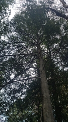 Notholithocarpus densiflorus densiflorus