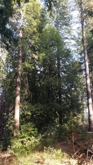 Notholithocarpus densiflorus densiflorus