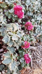 Eriogonum grande