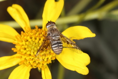 Chrysanthrax vanus