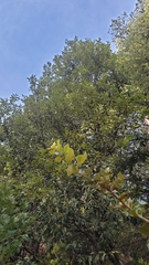 Notholithocarpus densiflorus densiflorus