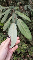 Notholithocarpus densiflorus densiflorus