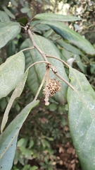 Notholithocarpus densiflorus densiflorus