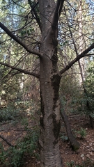 Notholithocarpus densiflorus densiflorus