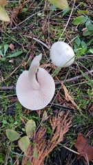 Entoloma sericellum