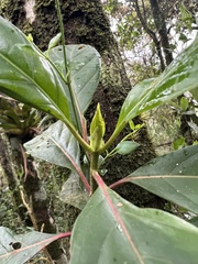 Cinchona lancifolia