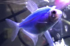 Gymnocorymbus ternetzi