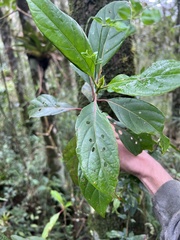 Cinchona lancifolia