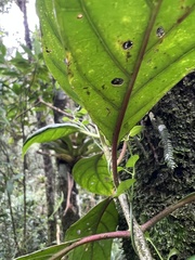 Cinchona lancifolia