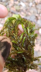 Fontinalis neomexicana