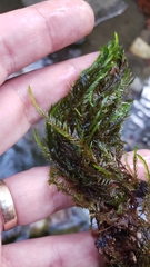 Fontinalis neomexicana