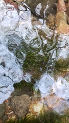 Fontinalis neomexicana