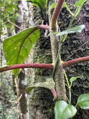 Cinchona lancifolia