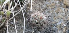 Mammillaria mathildae