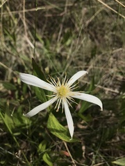 Clematis gentianoides
