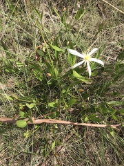 Clematis gentianoides