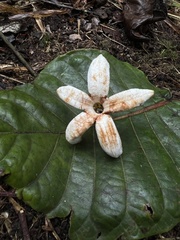 Ladenbergia macrocarpa