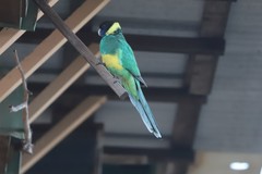 Barnardius zonarius zonarius