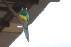 Barnardius zonarius zonarius