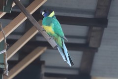 Barnardius zonarius zonarius