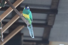 Barnardius zonarius zonarius