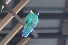 Barnardius zonarius zonarius